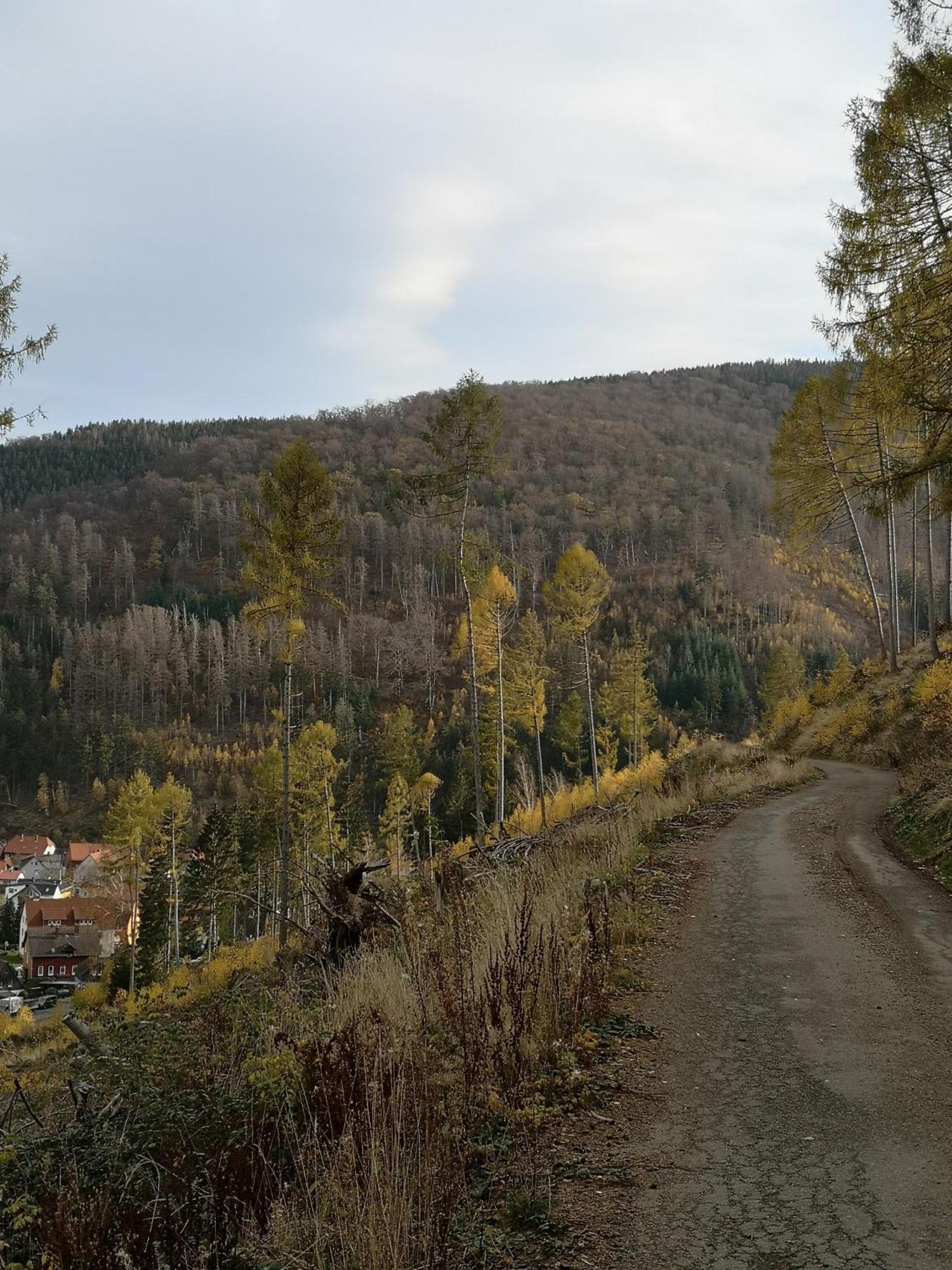 Willa Haus Riesebeek Langelsheim Zewnętrze zdjęcie